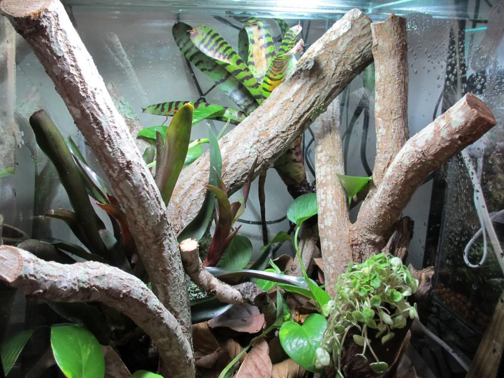 Uroplatussikore003_zps2eca9b2f.jpg