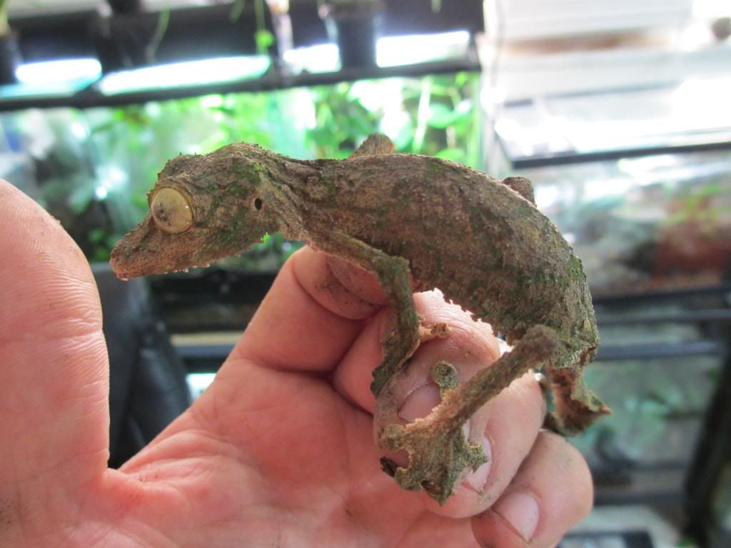 Uroplatussikore004_zps0599af67.jpg