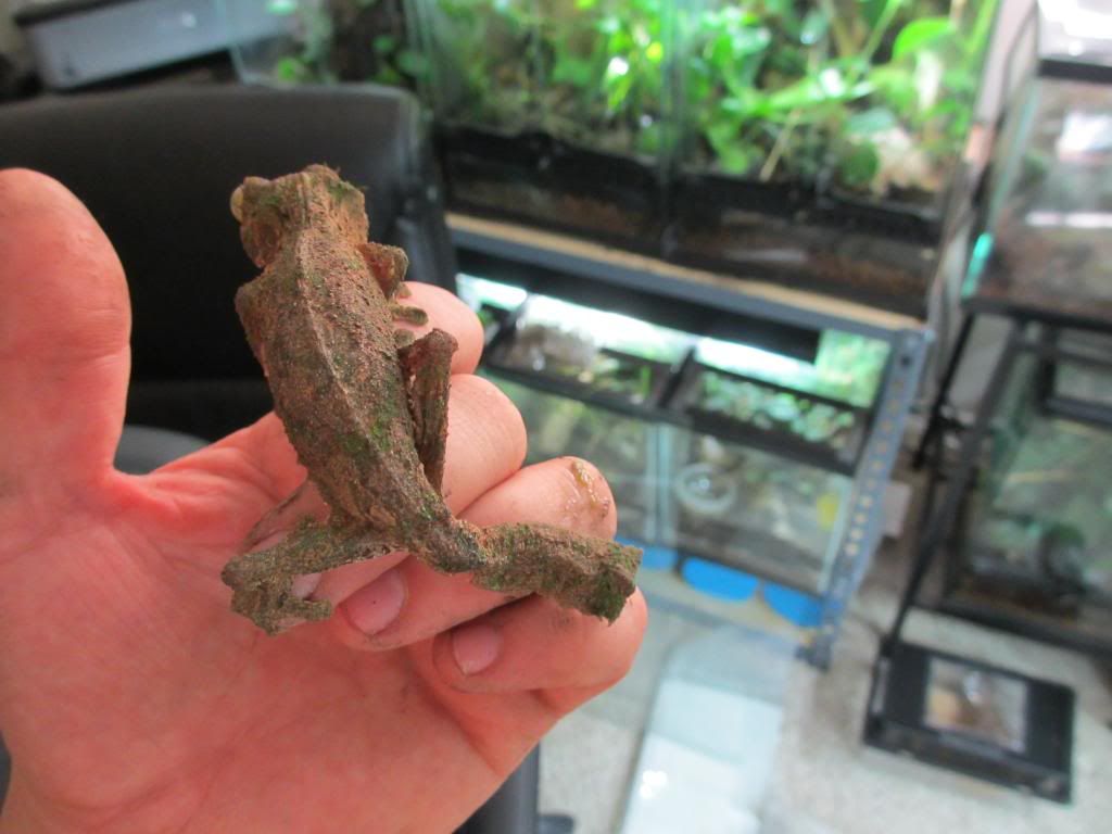 Uroplatussikore005_zps0378aea4.jpg
