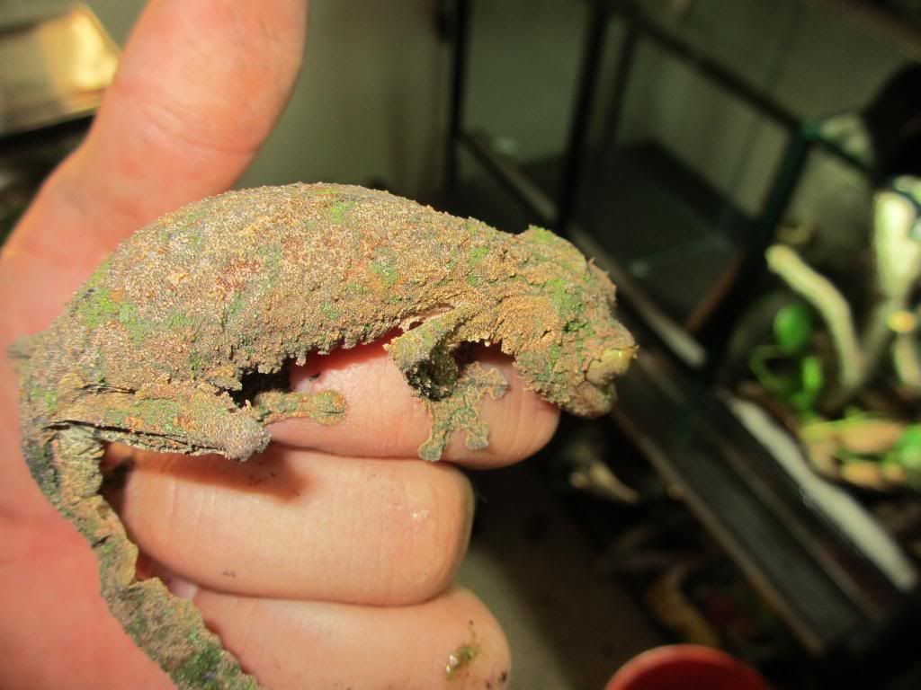 Uroplatussikore006_zpsa7f6a278.jpg
