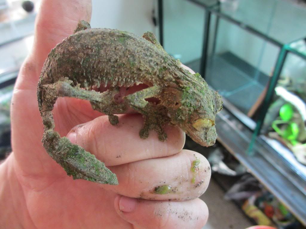 Uroplatussikore007_zpsaa7a52be.jpg