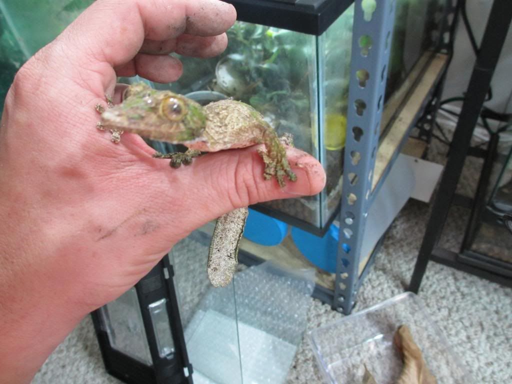 Uroplatussikore008_zpsae7314eb.jpg