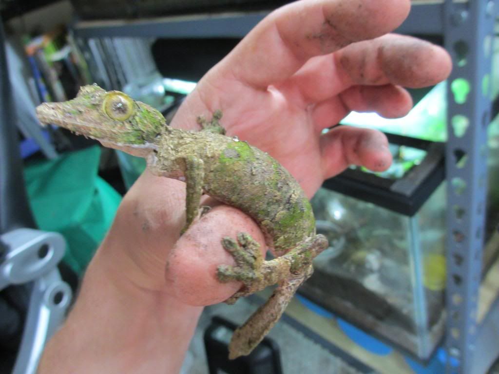 Uroplatussikore009_zpse0ad2ecf.jpg