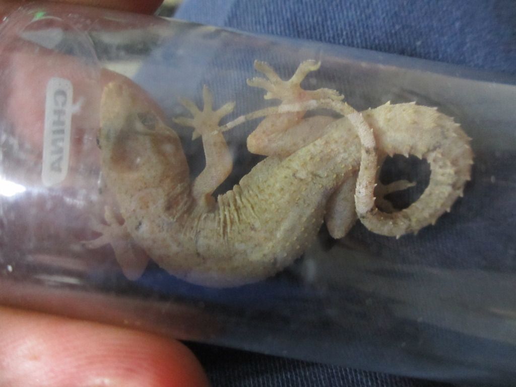 wildgecko001.jpg