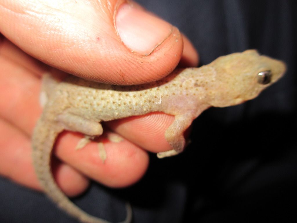 wildgecko002.jpg