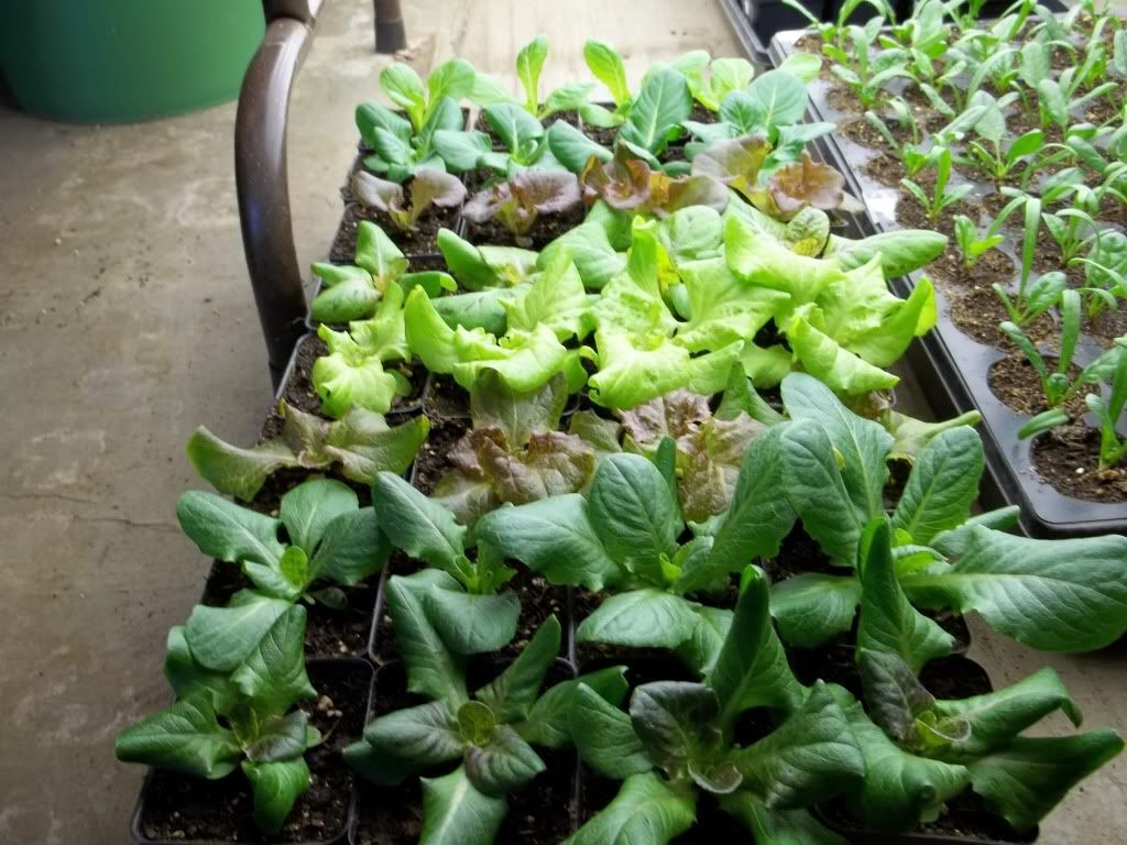 Who is starting seeds already? - Gardening & Plant Propagation