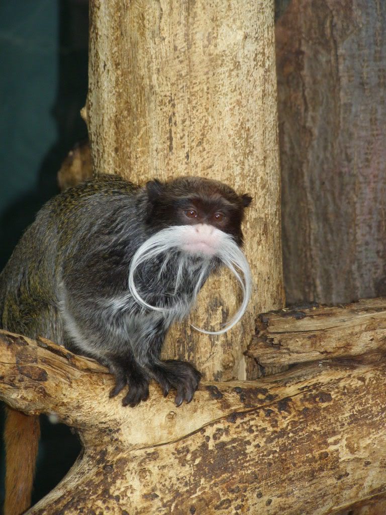 keizertamarin2.jpg