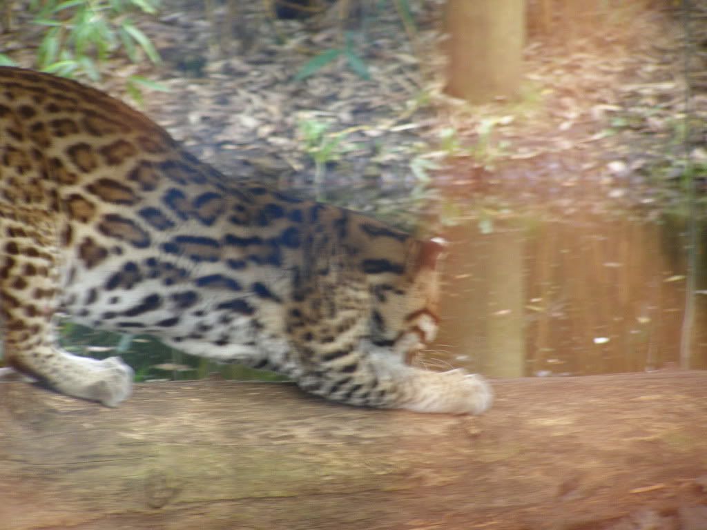 ocelot2.jpg