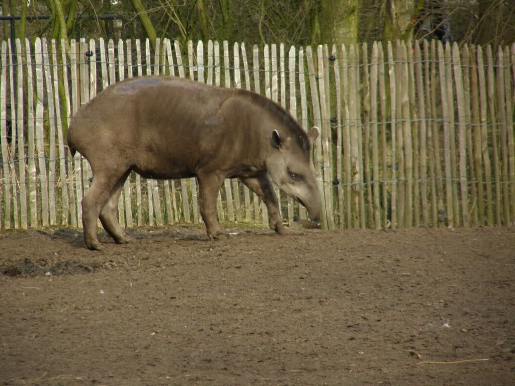 tapir.jpg