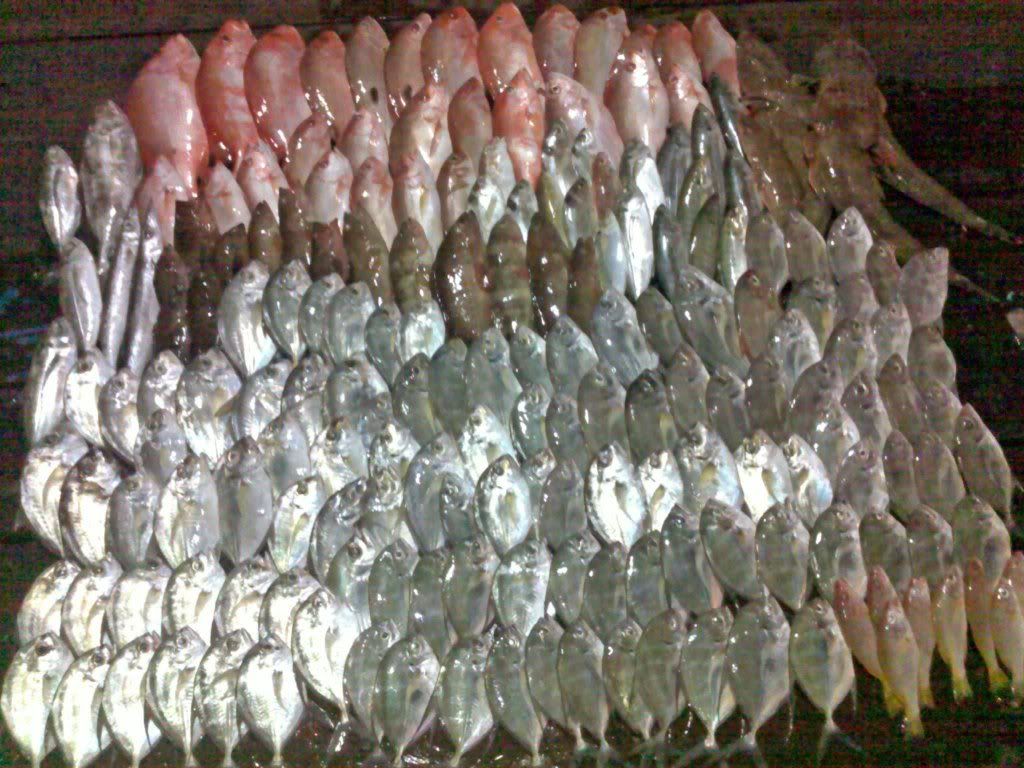 Hasil Mancing Trikora Rumpung Tgpinang Kena Angin Barat Hasil Mancing Trikora Rumpung Tgpinang Kena Angin Barat