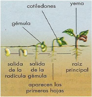 citoplasmas citoplasmas