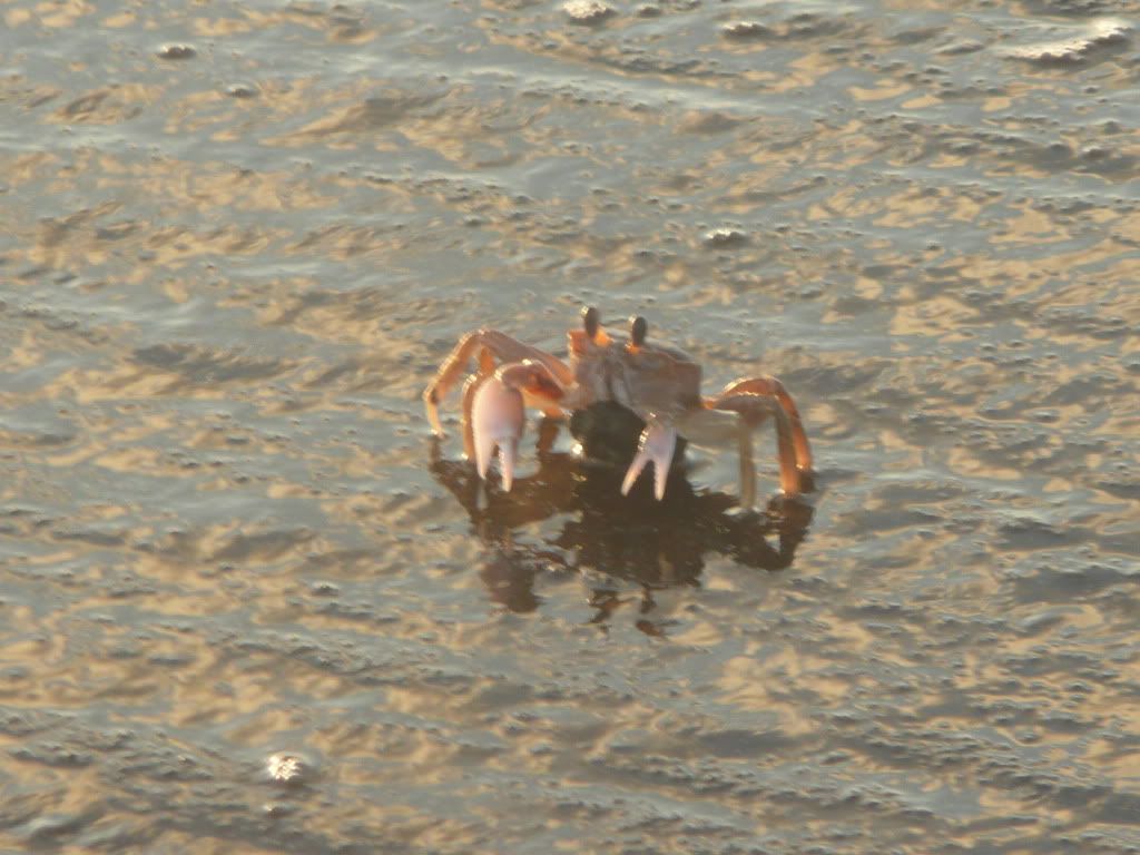 scary crab scary crab