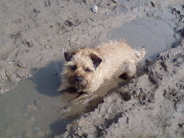 Muddy Dog