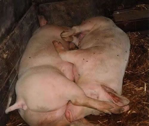 aaaa-and-69-pigs-love.jpg